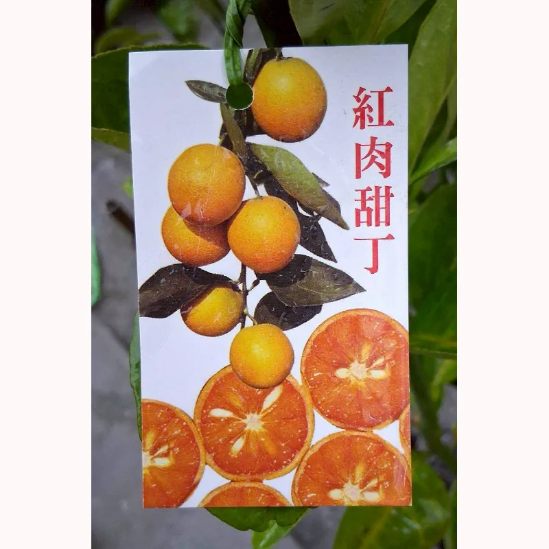 紅肉柳丁