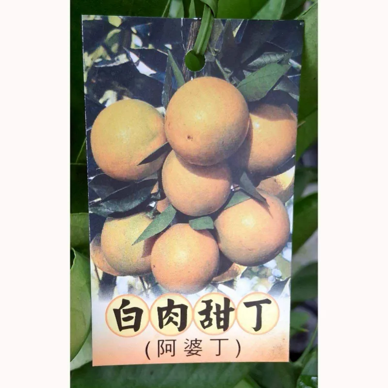 白肉柳丁