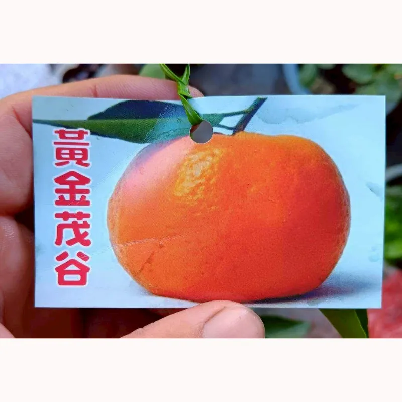 黃金茂谷