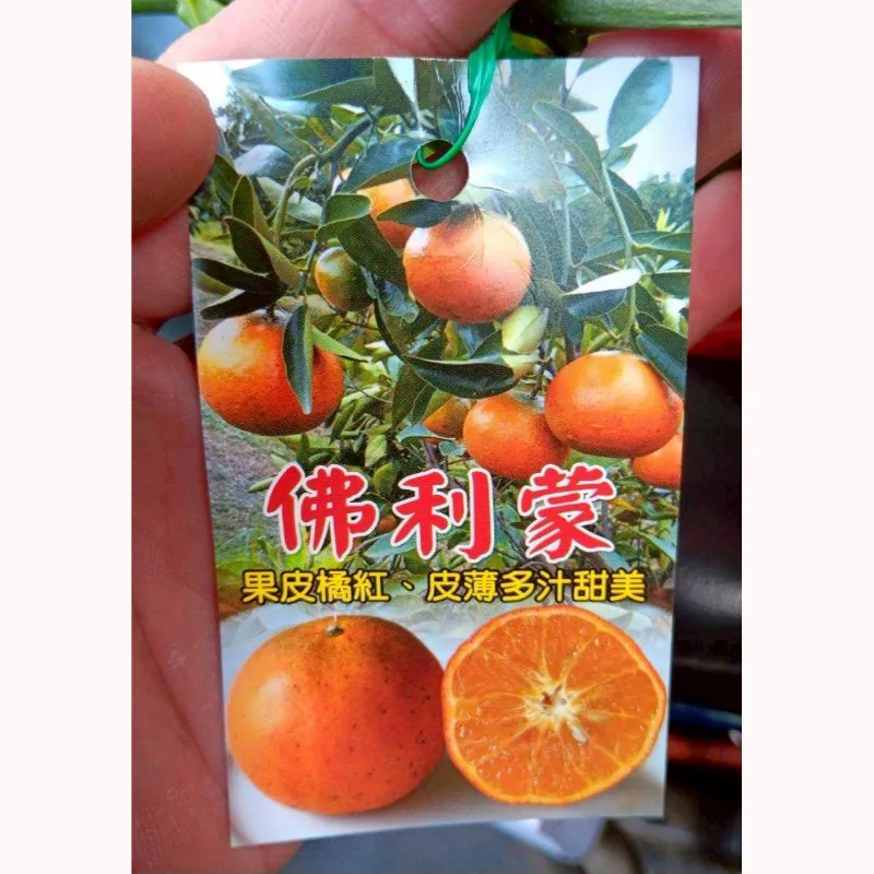 佛利檬