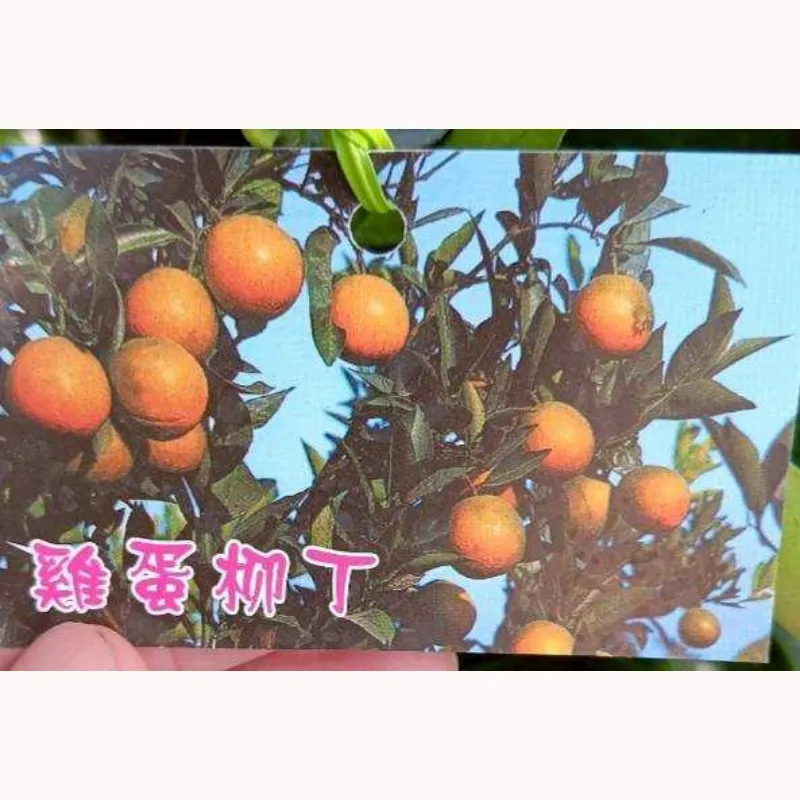 雞蛋柳丁