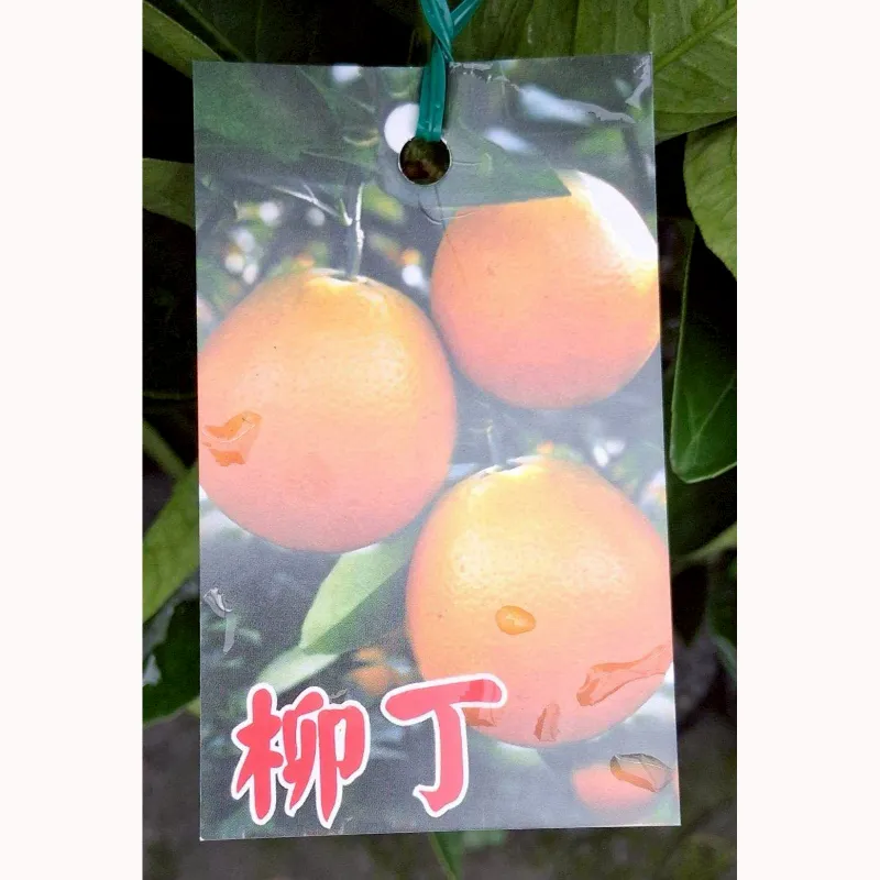 柳丁