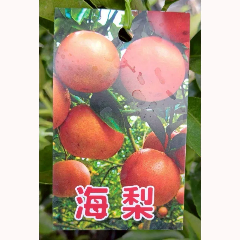海梨柑