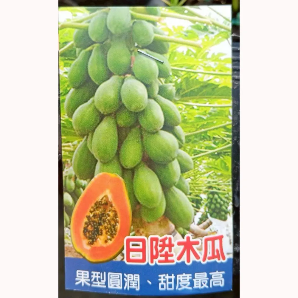 日陞木瓜