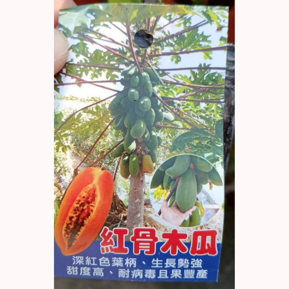 紅骨木瓜