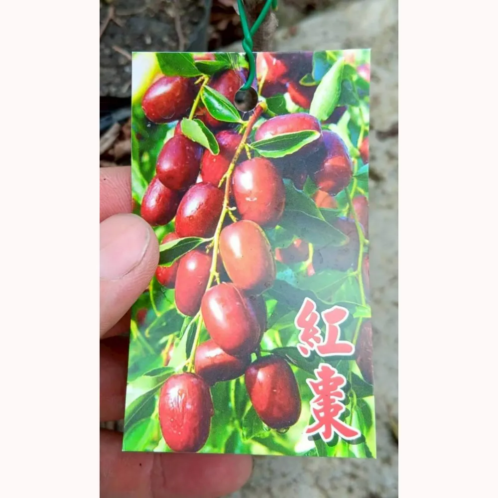 紅棗