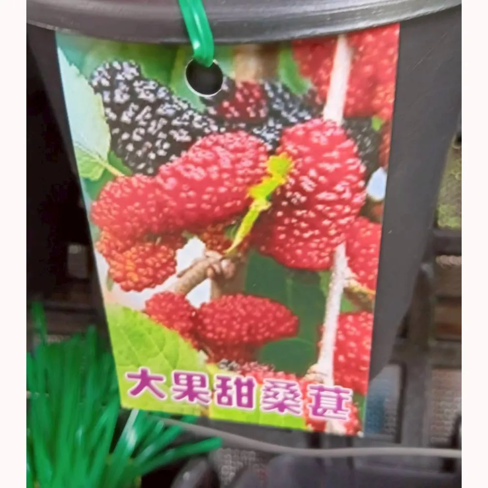 大果甜桑葚