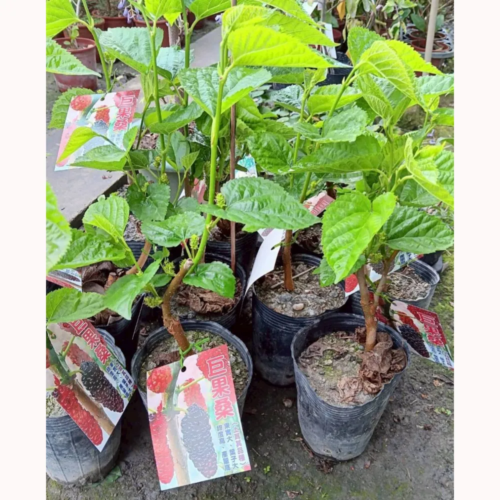 土耳其巨果桑