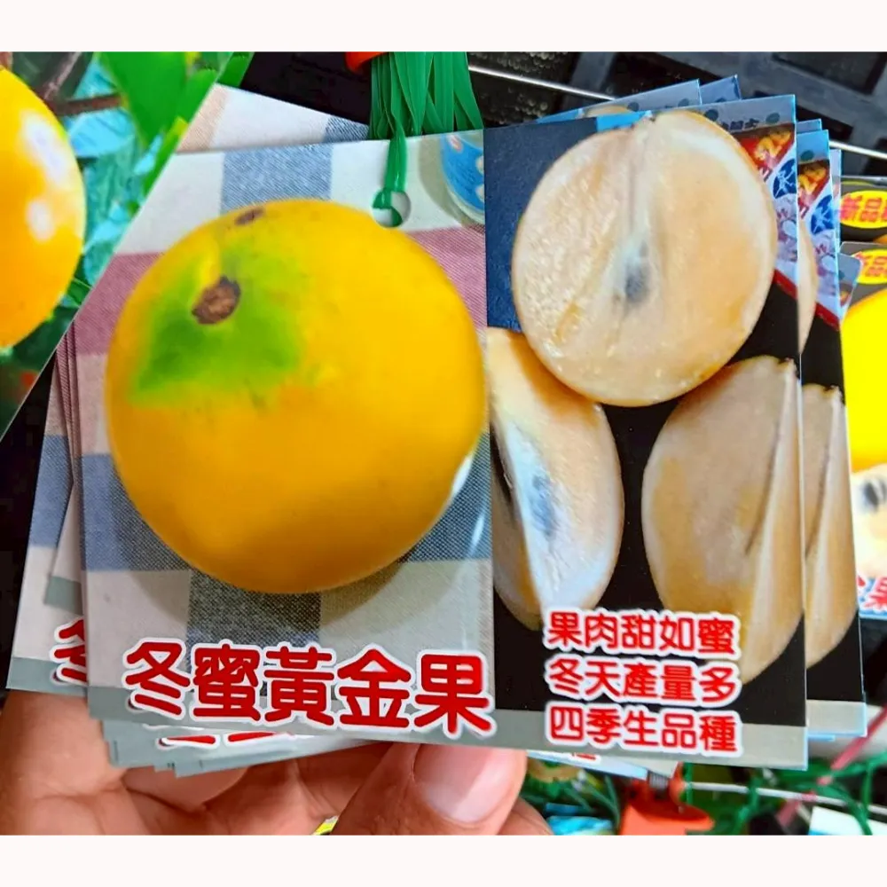 冬蜜黃金果