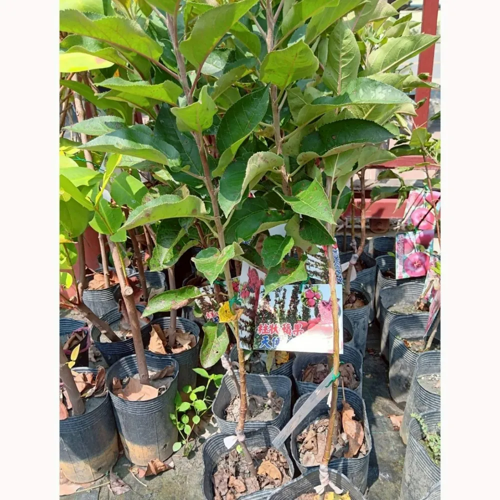 柱狀天使眼淚蘋果
