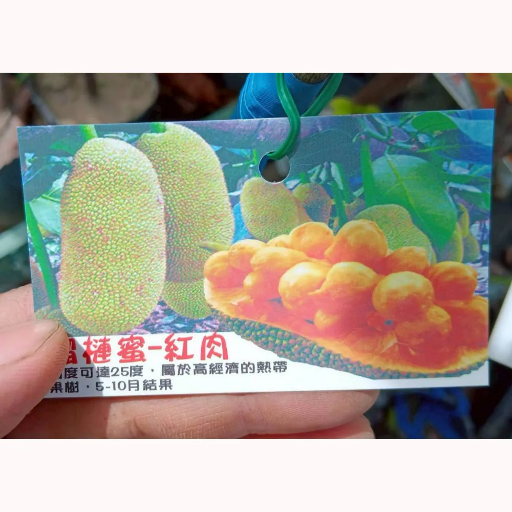 紅肉榴槤蜜