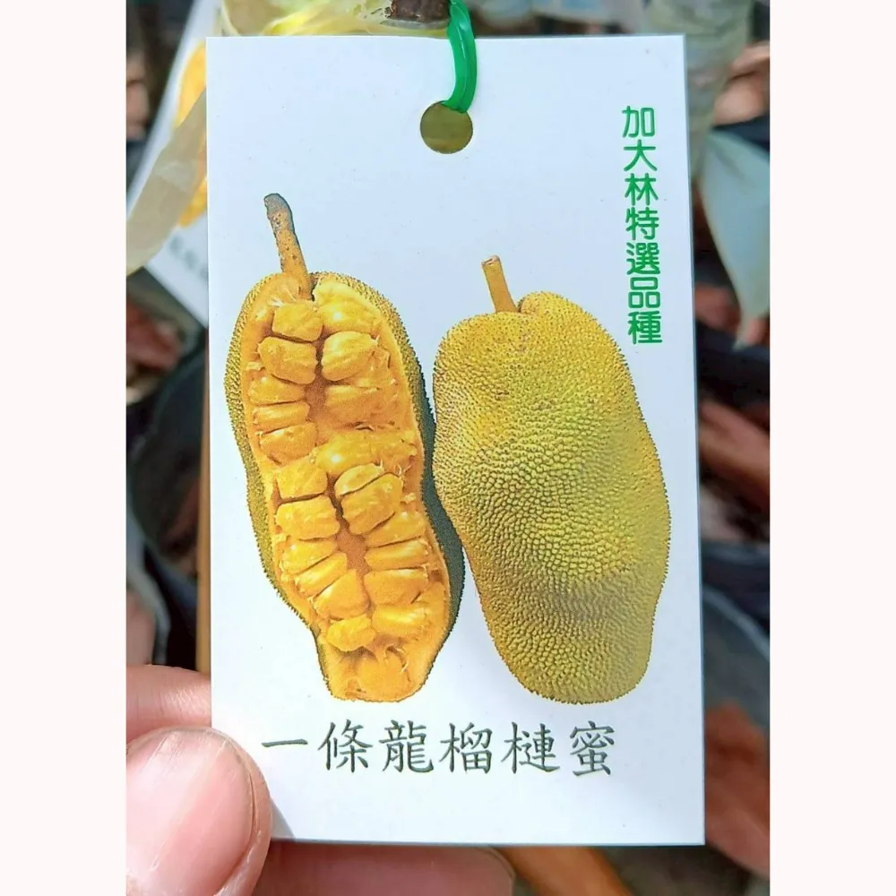 一條龍榴槤蜜