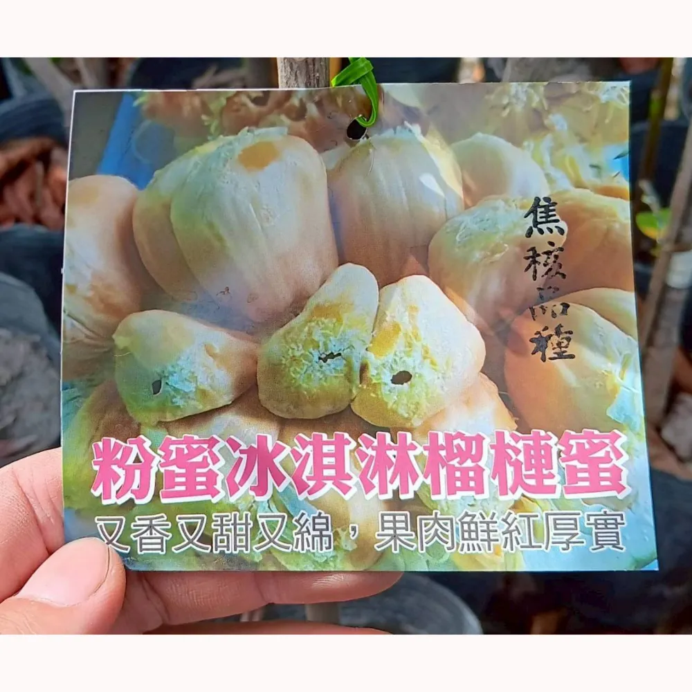 粉蜜榴槤蜜