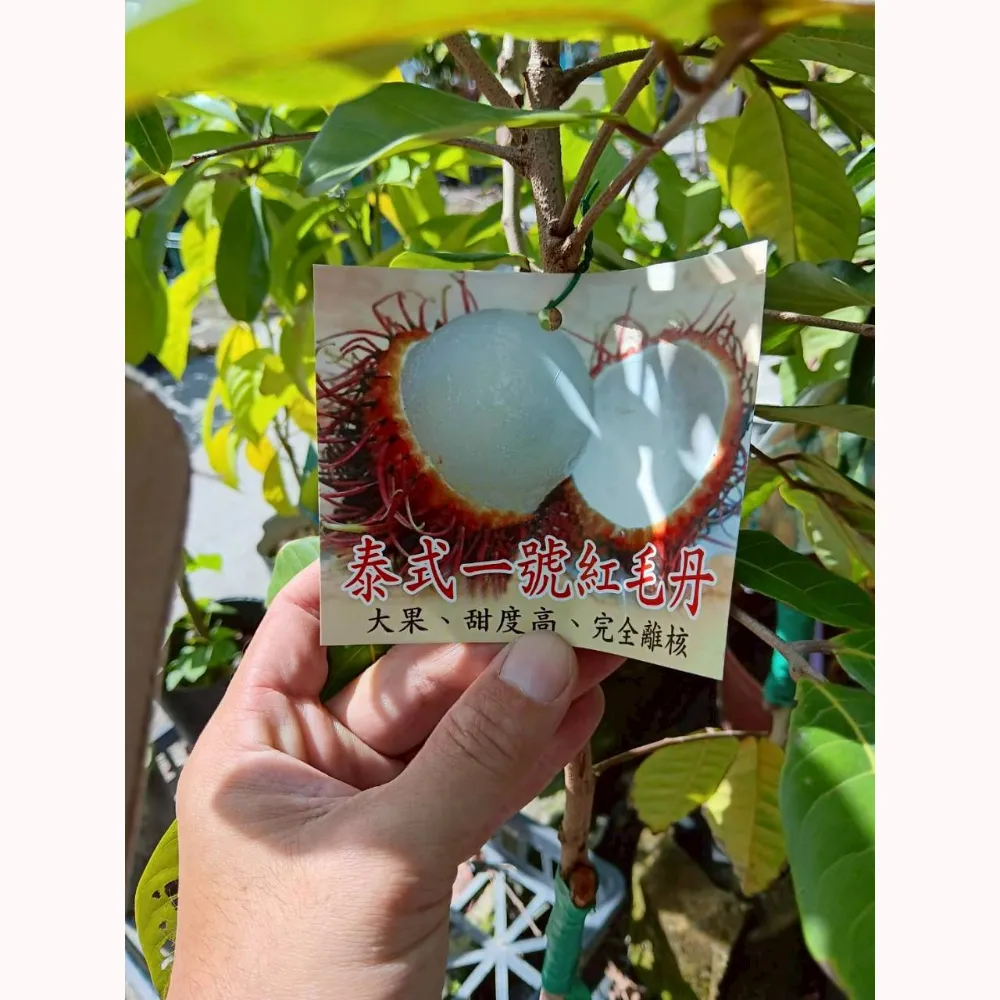 泰式一號紅毛丹