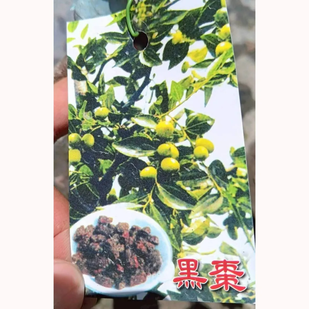 黑棗