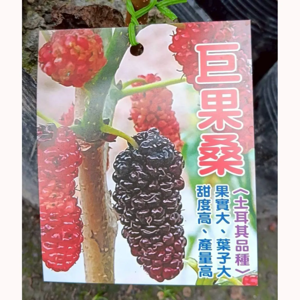 土耳其巨果桑