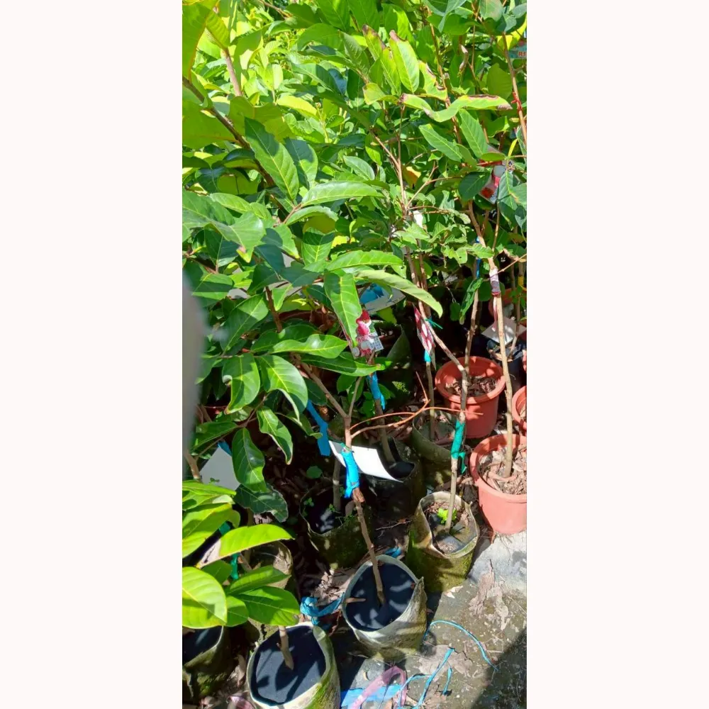 馬來西亞R170紅毛丹