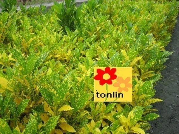 變葉木
