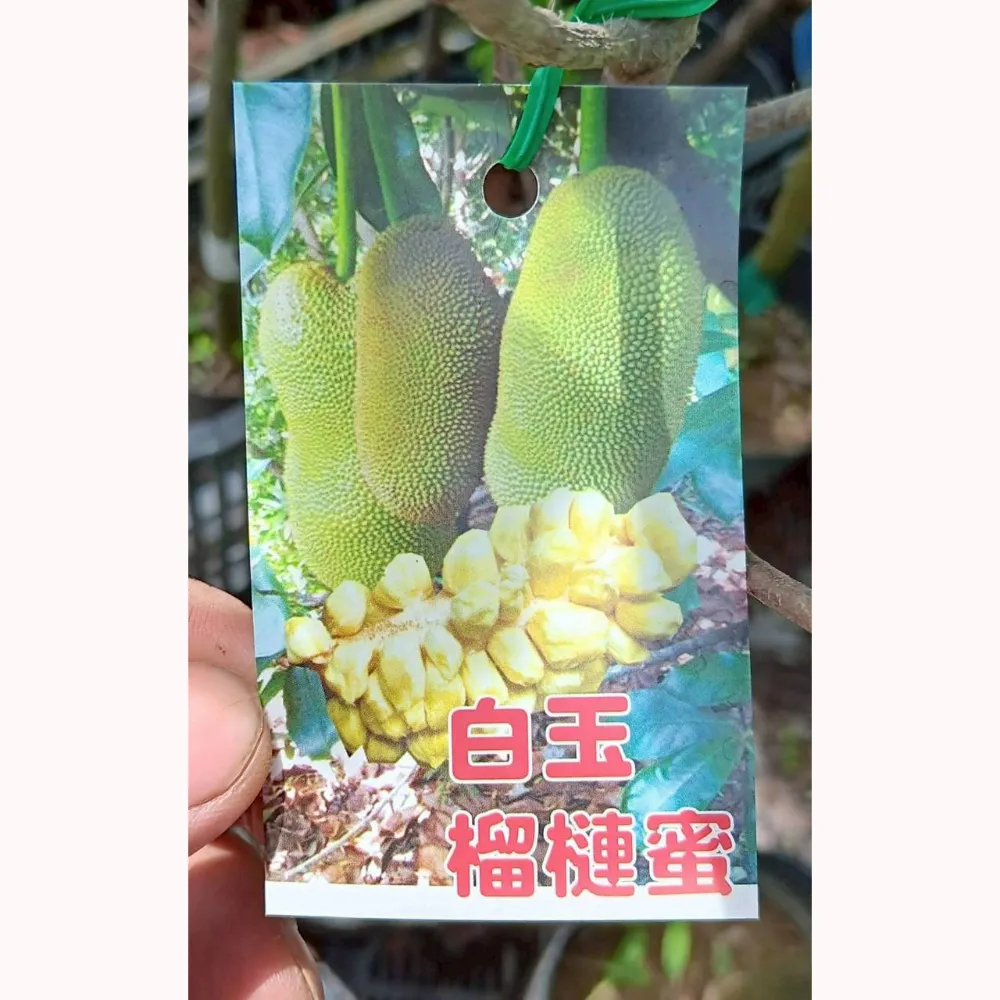 白玉榴槤蜜