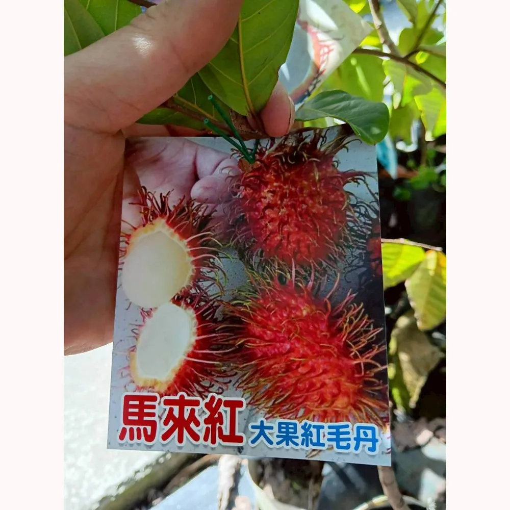 馬來紅大果紅毛丹