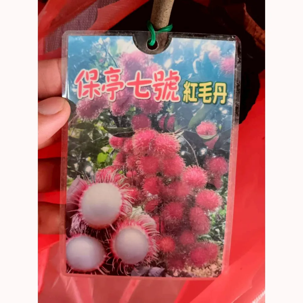 保亭七號紅毛丹