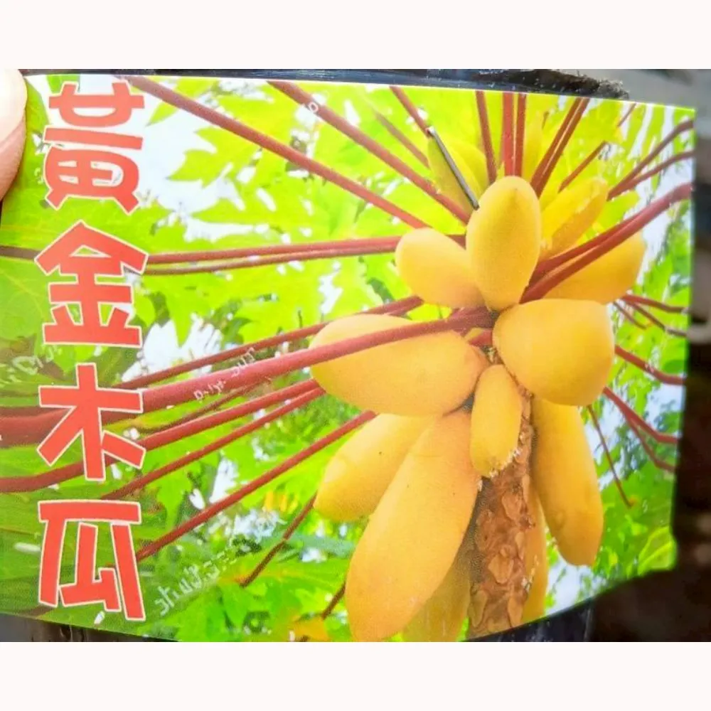 黃金木瓜