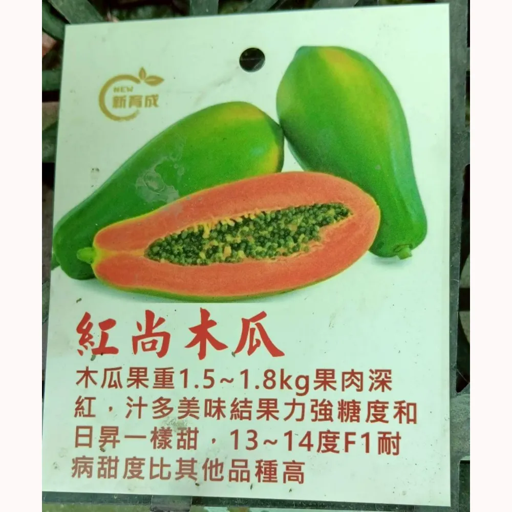 紅尚木瓜