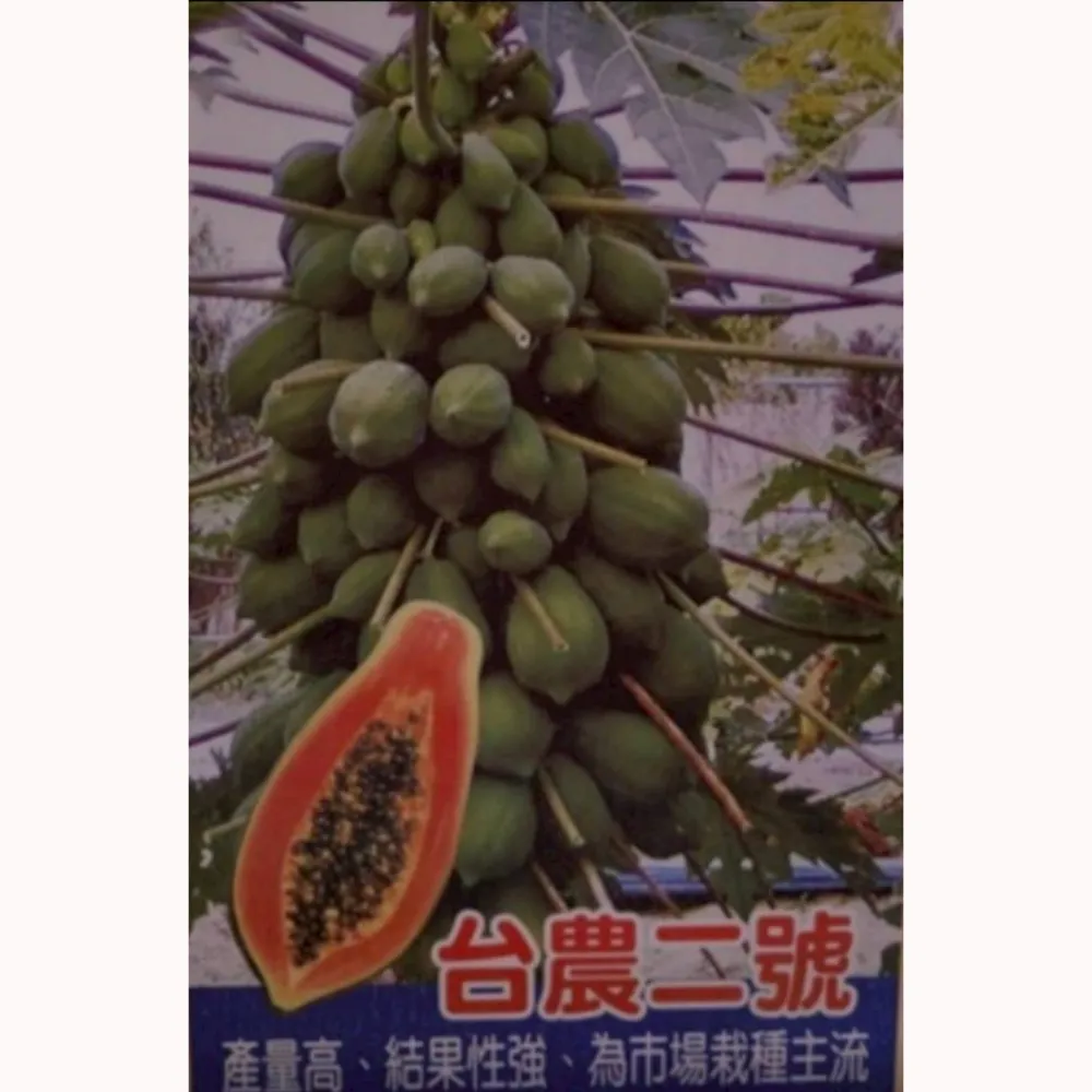 台農木瓜