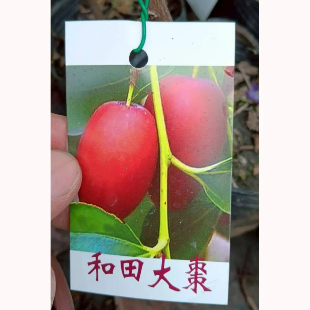 和田大棗
