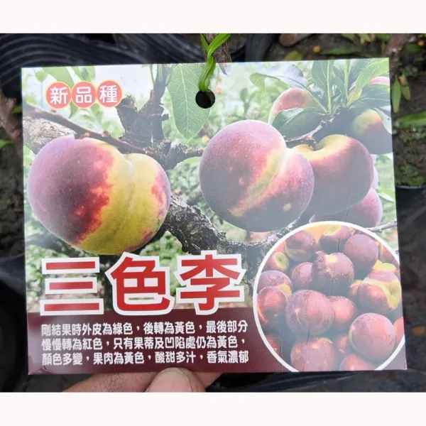 三色李