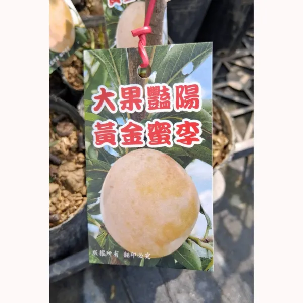 黃金蜜李