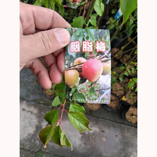 胭脂梅