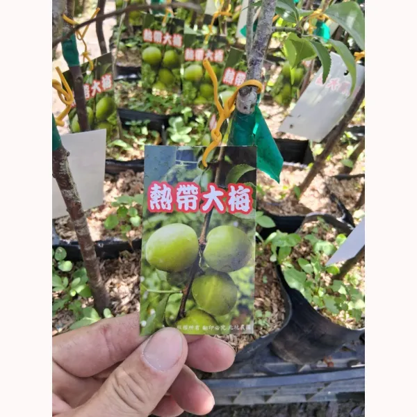 熱帶大梅