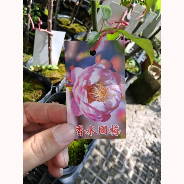 香水粉國梅