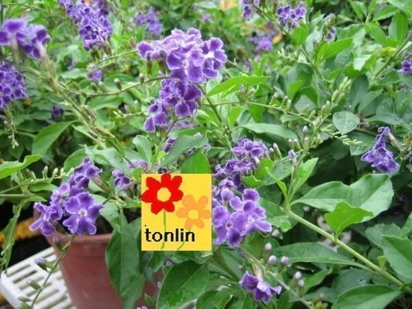 超優質花種( 蕾絲金露花 )