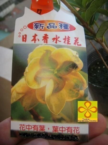 香花植物 ( 日本香水桂花 )天香台閣桂花