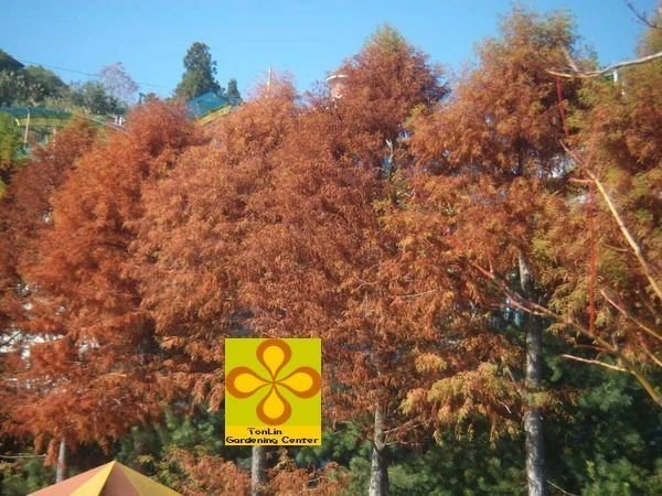 ( 落羽松 )北美落羽松