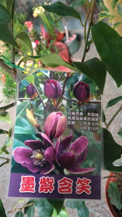 (墨紫含笑)紫色含笑花