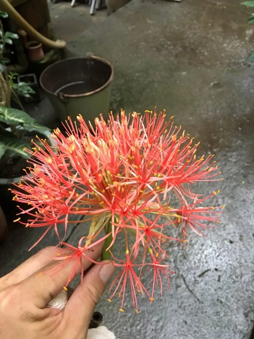 火球花