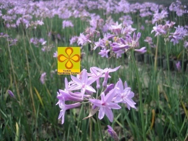 紫嬌花