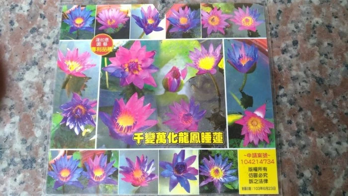 (龍鳳睡蓮)睡蓮