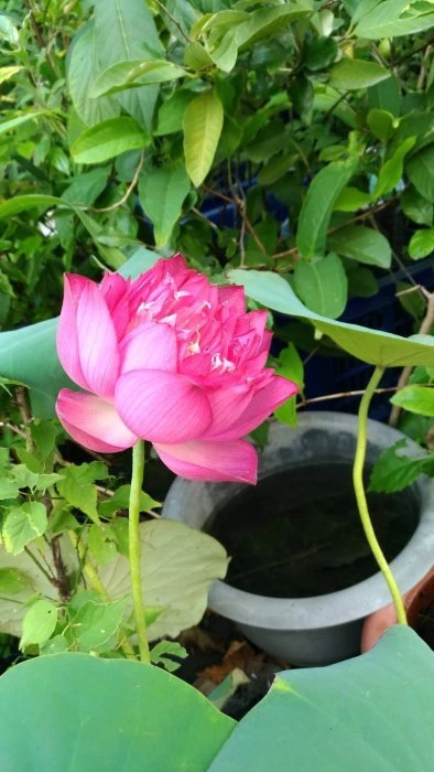 優質蓮花---(荷花)