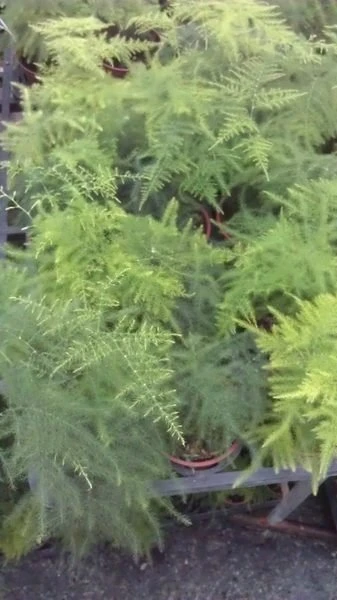 (文竹)新娘草