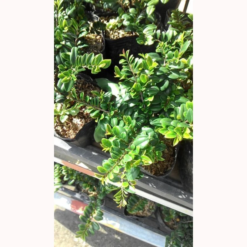 翠米茶(凹葉柃木)