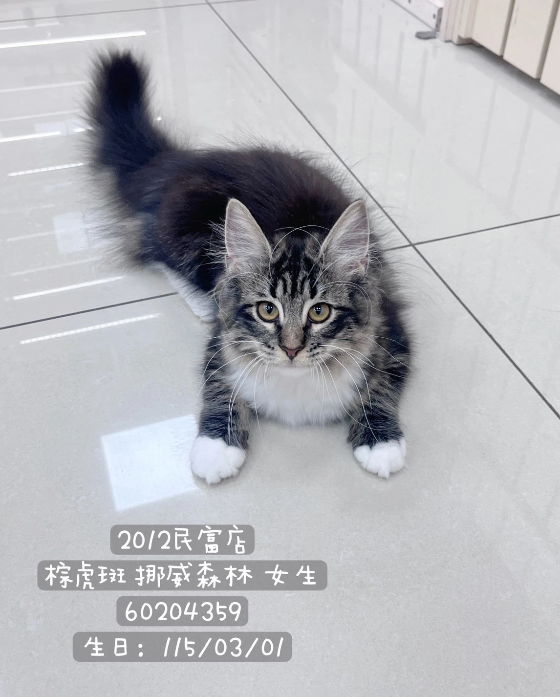挪威森林貓 | 棕虎斑