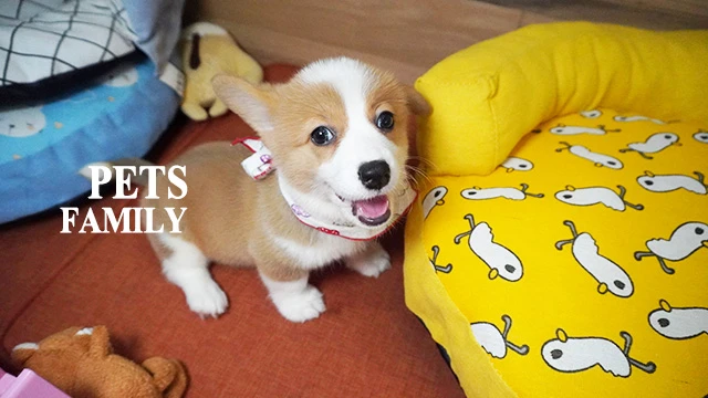 狗｜威爾斯柯基犬 品種介紹