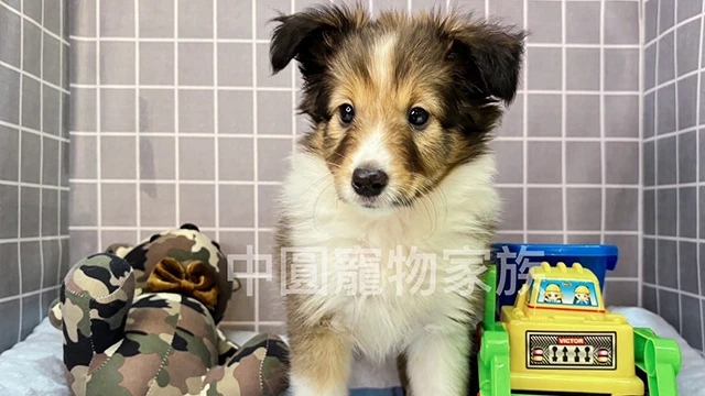 狗｜喜樂蒂牧羊犬 品種介紹