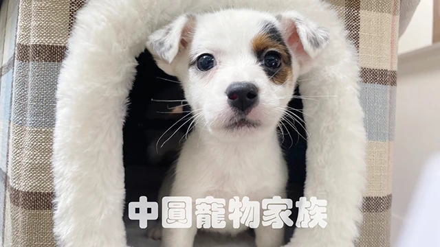 狗｜傑克羅素㹴【稀有品種】品種介紹