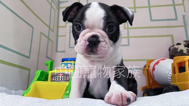 狗｜波士頓㹴 品種介紹