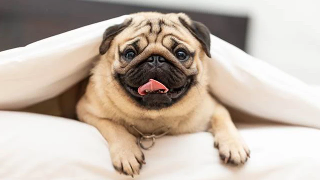 狗｜巴哥犬 品種介紹
